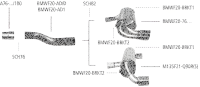 Bastuck Sportauspuff - BMW 1er Serie F20/ F21 Diesel