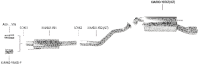 Bastuck Exhaust System - 17+ Kia Rio YB incl. GT-Line