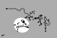 Hardrace Querlenker vorn unten (Uniball) - 02-04 Acura RSX / 02-04 Honda DC5